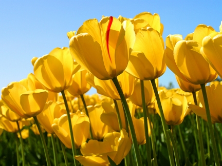 Arquivo:Tulips flowers.jpg